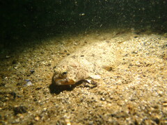 Citharichthys stigmaeus