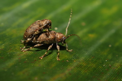 Trypanidius notatus