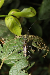 Taeniotes cayennensis