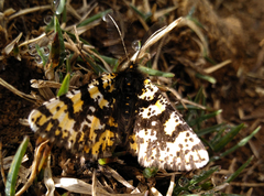 Eurranthis plummistaria