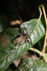 Oreodera bituberculata