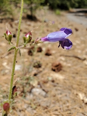 Penstemon laetus laetus