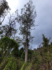 Eucalyptus pulchella