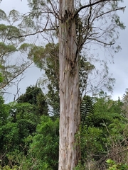 Eucalyptus pulchella