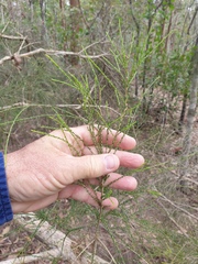 Melaleuca irbyana