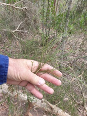 Melaleuca irbyana