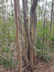 Melaleuca irbyana