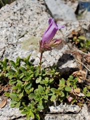 Penstemon davidsonii davidsonii