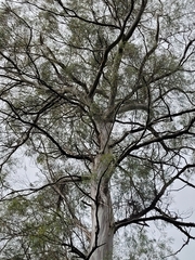 Eucalyptus pulchella
