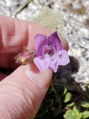 Penstemon davidsonii davidsonii
