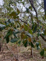 Petalostigma pubescens