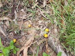 Petalostigma pubescens