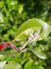 Salix alaxensis