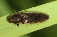 Hemicrepidius