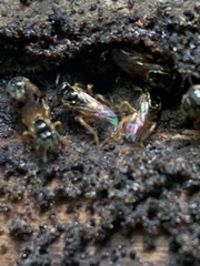 Scaptotrigona luteipennis