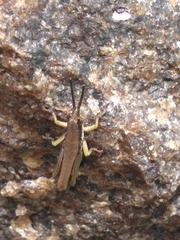 Orthacridini