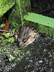 Leptodactylus savagei