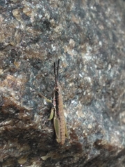 Orthacridini