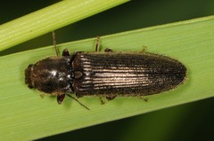 Hemicrepidius
