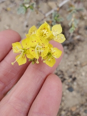 Chylismia claviformis lancifolia