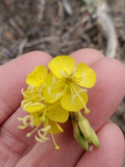 Chylismia claviformis lancifolia