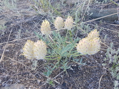 Astragalus lupulinus