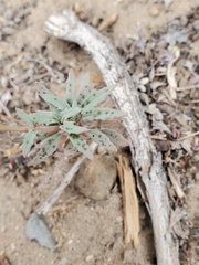 Chylismia claviformis lancifolia