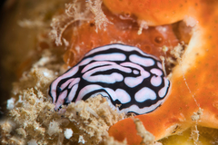 Phyllidiella rosans