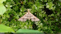 Diasemia accalis