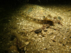 Citharichthys stigmaeus