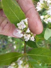 Apocynum × floribundum