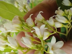 Apocynum × floribundum