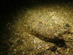 Citharichthys stigmaeus