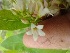 Apocynum × floribundum