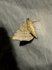 Taeniogramma octolineata