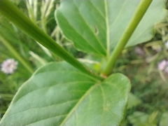 Apocynum × floribundum