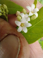 Apocynum × floribundum