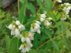 Apocynum × floribundum