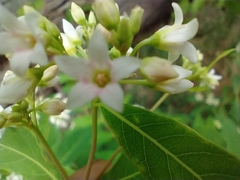 Apocynum × floribundum