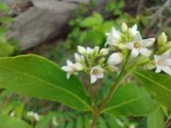 Apocynum × floribundum