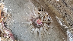 Anthopleura minima