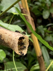 Scaptotrigona luteipennis
