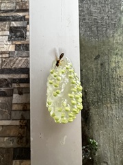 Agalychnis callidryas