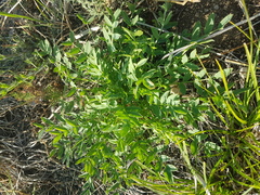 Oxytropis caespitosa