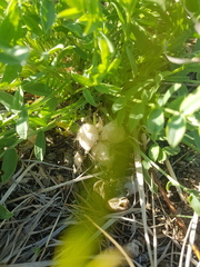 Oxytropis caespitosa