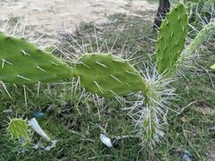 Opuntia caracassana