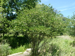 Styrax officinalis