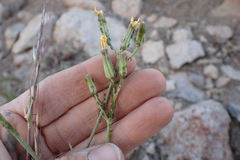 Crepis intermedia