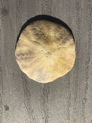 Echinarachnius parma