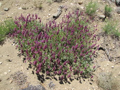 Salvia pachyphylla